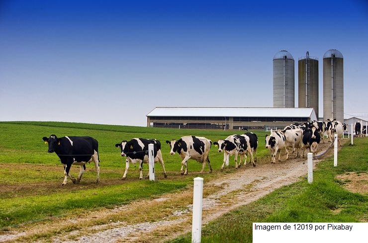 Pecuarista conta o segredo por trás da qualidade de sua produção leiteira
