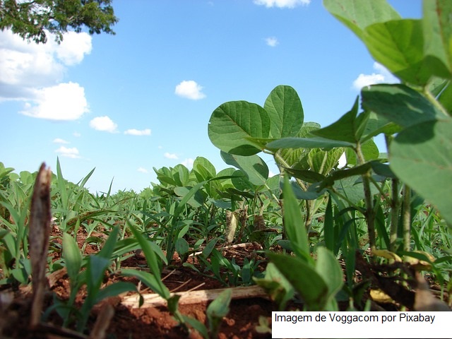 Mapa publica o registro de mais 51 agrotóxicos para controle de pragas na agricultura