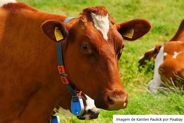 Vaca brasileira da raça Gir Leiteiro bate recorde mundial de produção de leite