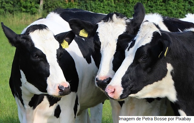 Pesquisas da EPAMIG vão impulsionar a agricultura e a pecuária mineira em 2022