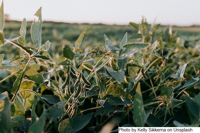Trabalho vai definir protocolo para favorecer convivência entre abelhas e soja