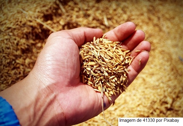 Destinação de produtos da agricultura familiar para alimentação escolar é tema de debate on-line