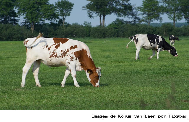 Dia de Campo em Chapada destaca uso de forrageiras de inverno na produção leiteira