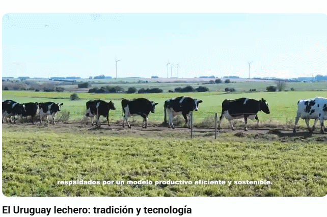 Retrato do setor lácteo uruguaio em vídeo e números