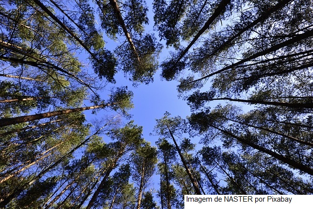 Mapa e Caixa assinam acordo para fortalecer a preservação e o desenvolvimento florestal