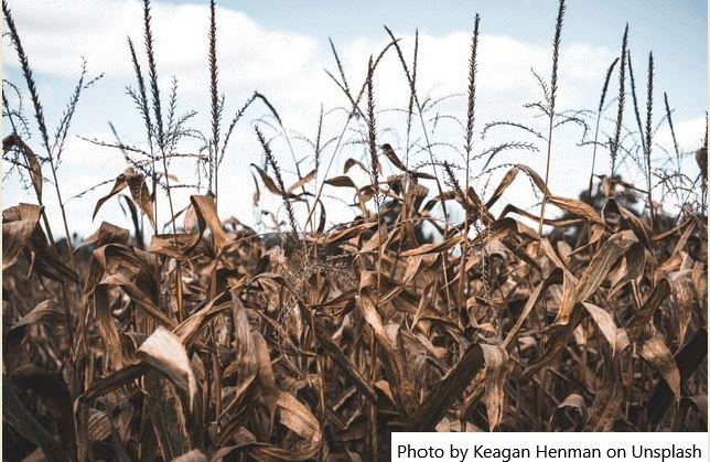 Uruguai – Emergência agropecuária atinge 5,1 milhões de hectares