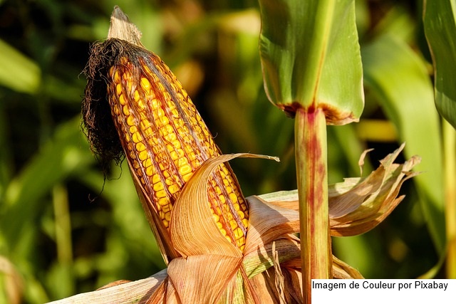 MILHO/CEPEA: Cotações seguem firmes no Brasil