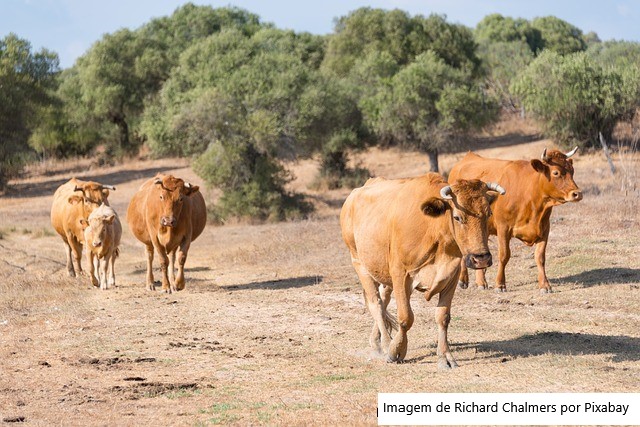 Espanha – Porque os pecuaristas sacrificam as vacas para evitar a ruína?