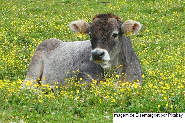 Brasil e Uruguai se comprometem a fortalecer a cooperação em saúde animal e vigilância sanitária