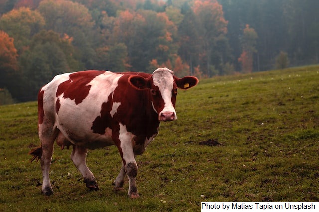 Leite orgânico garantido da FrieslandCampina volta a subir para o mês de outubro de 2022
