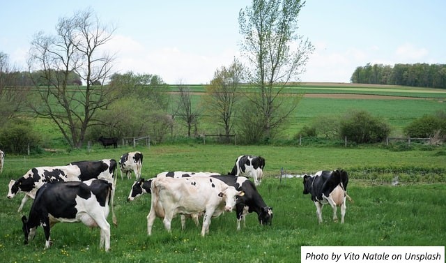 AR – Aumentou o número de vacas em 2023, embora o rebanho tenha caído 35% em relação ao recorde de 2006/07