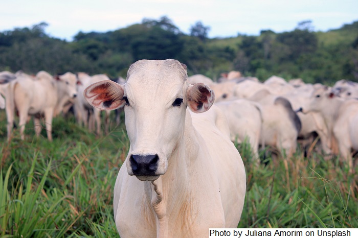 Rio Grande do Sul recebe certificado de estado livre da febre aftosa