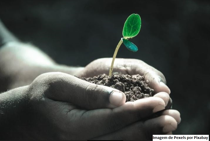 Resíduos agrícolas ajudam a sequestrar carbono