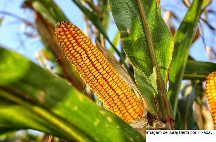 MILHO/CEPEA: Colheita e queda externa pressionam valores do Brasil