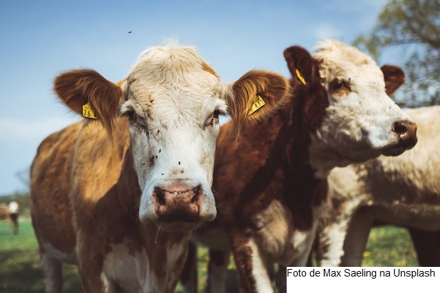 Espanha – O censo bovino mostra redução de 8,2% de animais em cinco anos