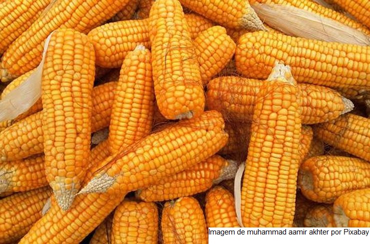 USDA volta a reduzir qualidade das lavouras de soja e milho dos EUA nesta 2ª