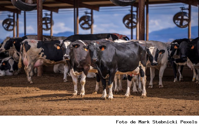 Dia de Campo em Jaquirana reunirá pecuaristas familiares da região