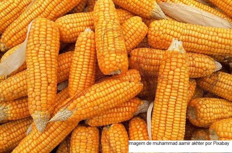 USDA informa venda de 257,4 mil toneladas de milho para o México nesta quarta-feira