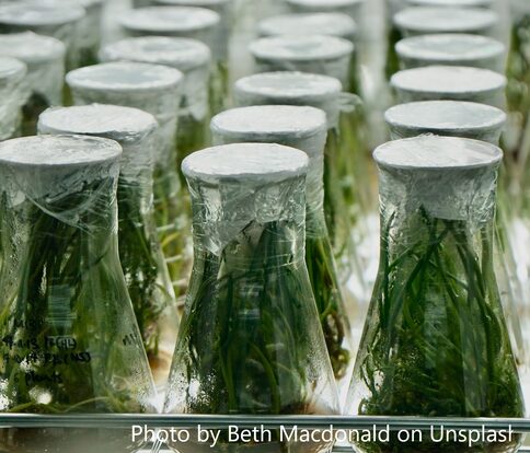 IICA – Fortalecer a ciência e tecnologia é fundamental para melhorar o sistema agroalimentar