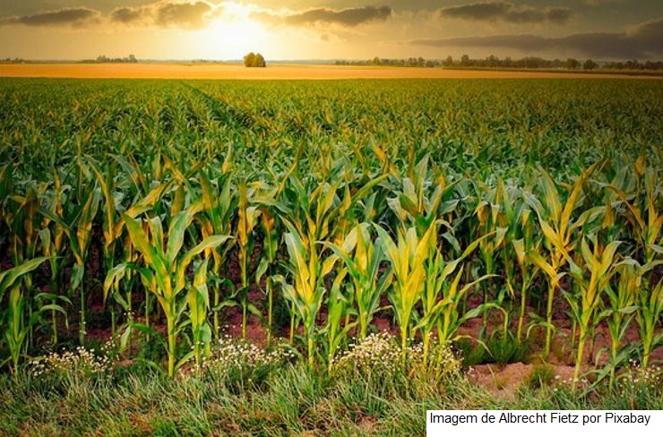 Conab confirma influência positiva do clima para o milho segunda safra este mês