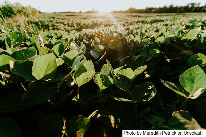 USDA informa nova venda de 380 mil t de soja 21/22 e mercado especula China como destino