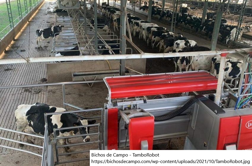 Argentina – Ordenha robô: tecnologia que vai em direção à solução demandada pelos produtores