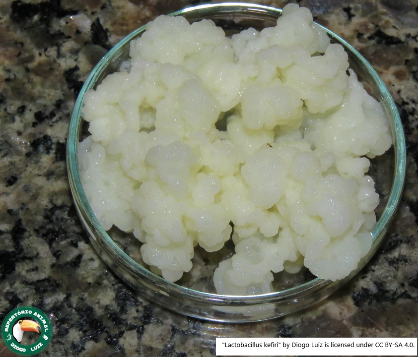Kefir, um alimento antigo que se tornou popular por ajudar na saúde intestinal