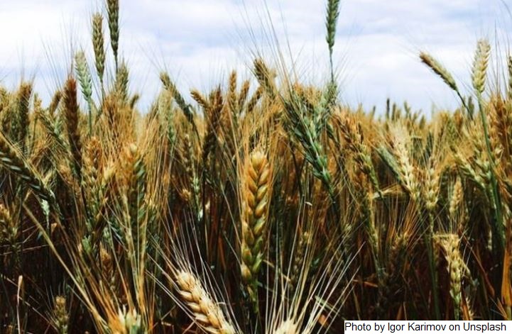 O Índice FAO dos preços dos alimentos continuaram subindo em setembro