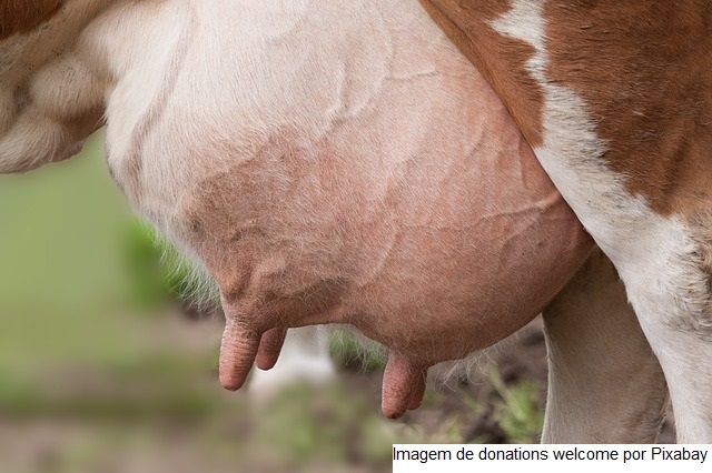 8ª Prova de Leite a Pasto da Embrapa Cerrados abre inscrições em junho; novilhas devem ser inseminadas ou cobertas entre 1º de março e 4 de abril