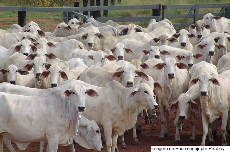 Segunda etapa da campanha de vacinação de febre aftosa começa em 1º de novembro