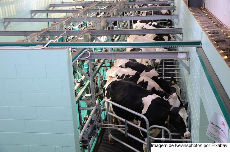Especialista alerta que Brucelose prejudica produção de leite das vacas