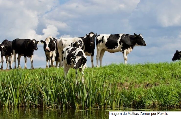 Observatório da Agropecuária Brasileira lança do Painel Temático da Pecuária