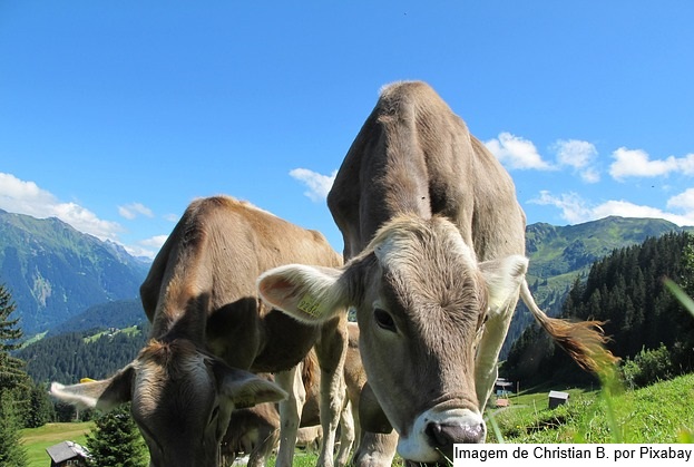 Epagri e setor produtivo debatem conquistas e desafios da pecuária leiteira em Santa Catarina