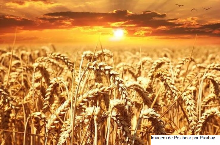 Brasil quadruplica venda de trigo ao mercado árabe