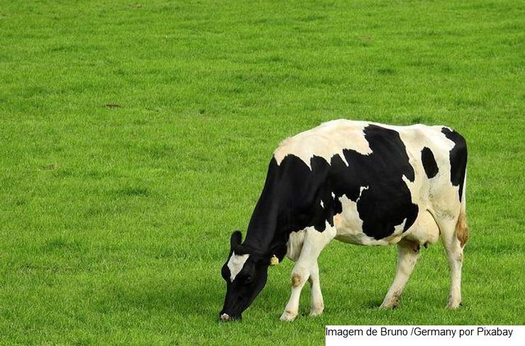 Conheça a vaca que produz mais de 100 litros de leite por dia