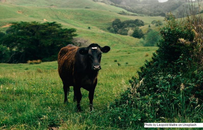 NZ – Preços favoráveis em todos os lugares