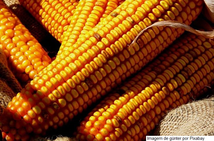 Produção recorde de milho no Brasil não deve pressionar cotações