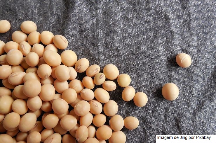 Produtores de soja devem ter lucro em 2024, projeta Datagro