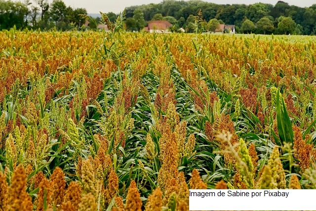 Embrapa mostra o potencial do sorgo para empreendedores em Três Marias