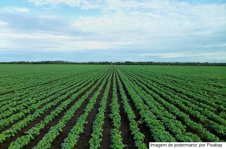 Chuvas beneficiam lavouras de soja que persistem com expectativa de diminuição da projeção inicial de produção