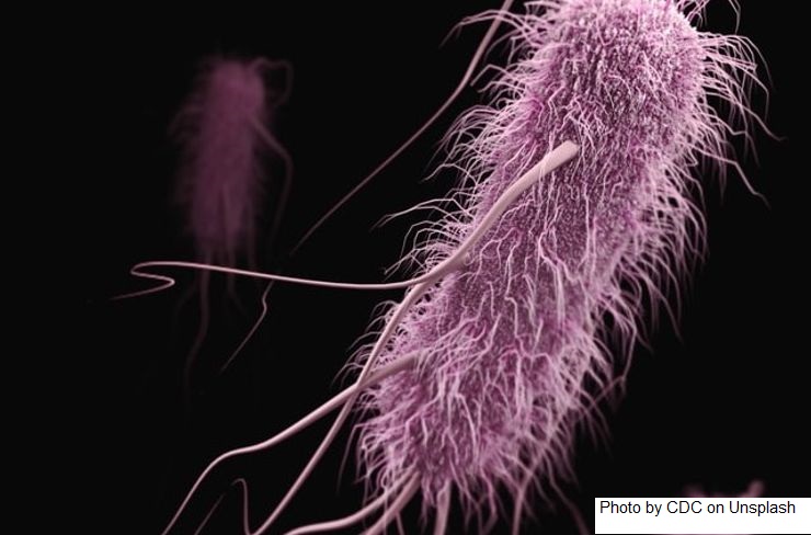 Argentina – Vacina contra Escherichia coli em bovinos