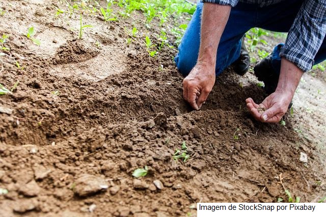 Zoneamento de risco climático evita perdas na produção agrícola brasileira
