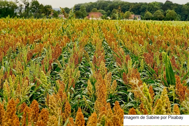 Embrapa seleciona produtores de sementes para validação agronômica e licenciamento do sorgo forrageiro BRS 661