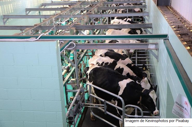 Produção leiteira apresenta melhora no RS