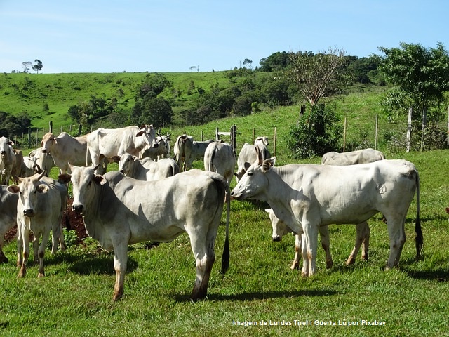 Seguro rural para pecuária de corte será avaliado em videoconferência do Mapa