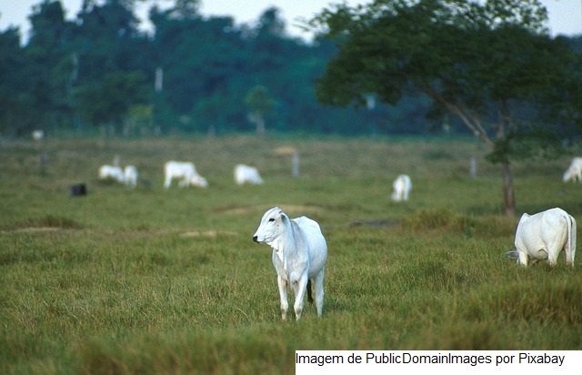 Documento traz estudo sobre emissão e remoção de GEE na agropecuária