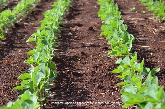 USDA informa plantio da soja em 61%, levemente acima do esperado