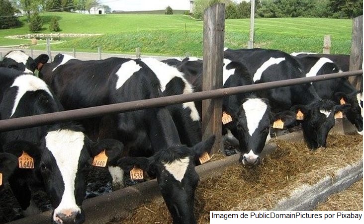 EUA – USDA reduz estimativas de produção de leite