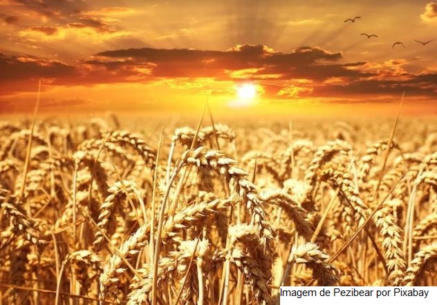 Projeto proíbe o plantio de trigo transgênico no Brasil