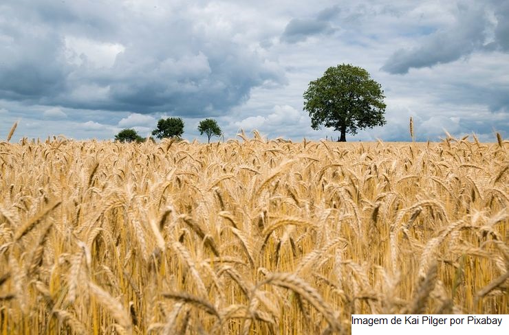 Lavouras de trigo apresentam bom desenvolvimento e boa sanidade de plantas